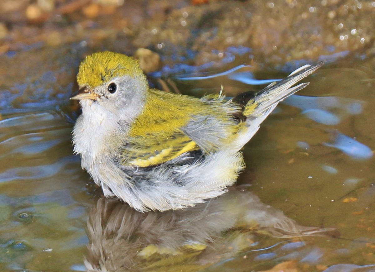 Chestnut-sided Warbler - ML623826004