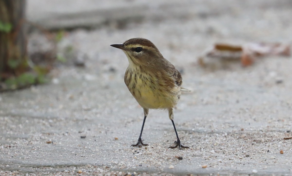 Palm Warbler - ML623826007