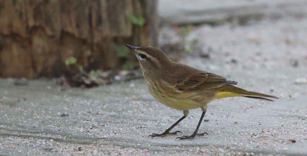 Palm Warbler - ML623826027