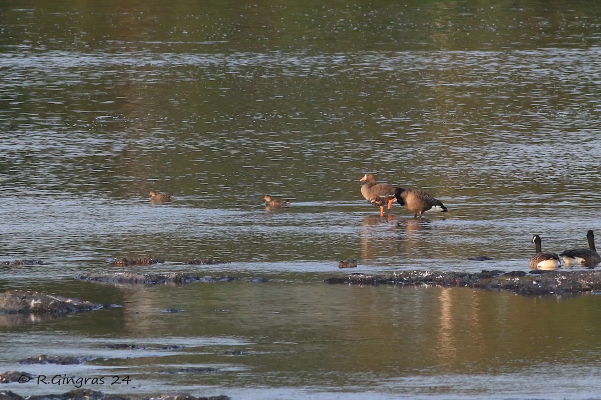 Greater White-fronted Goose - ML623826050