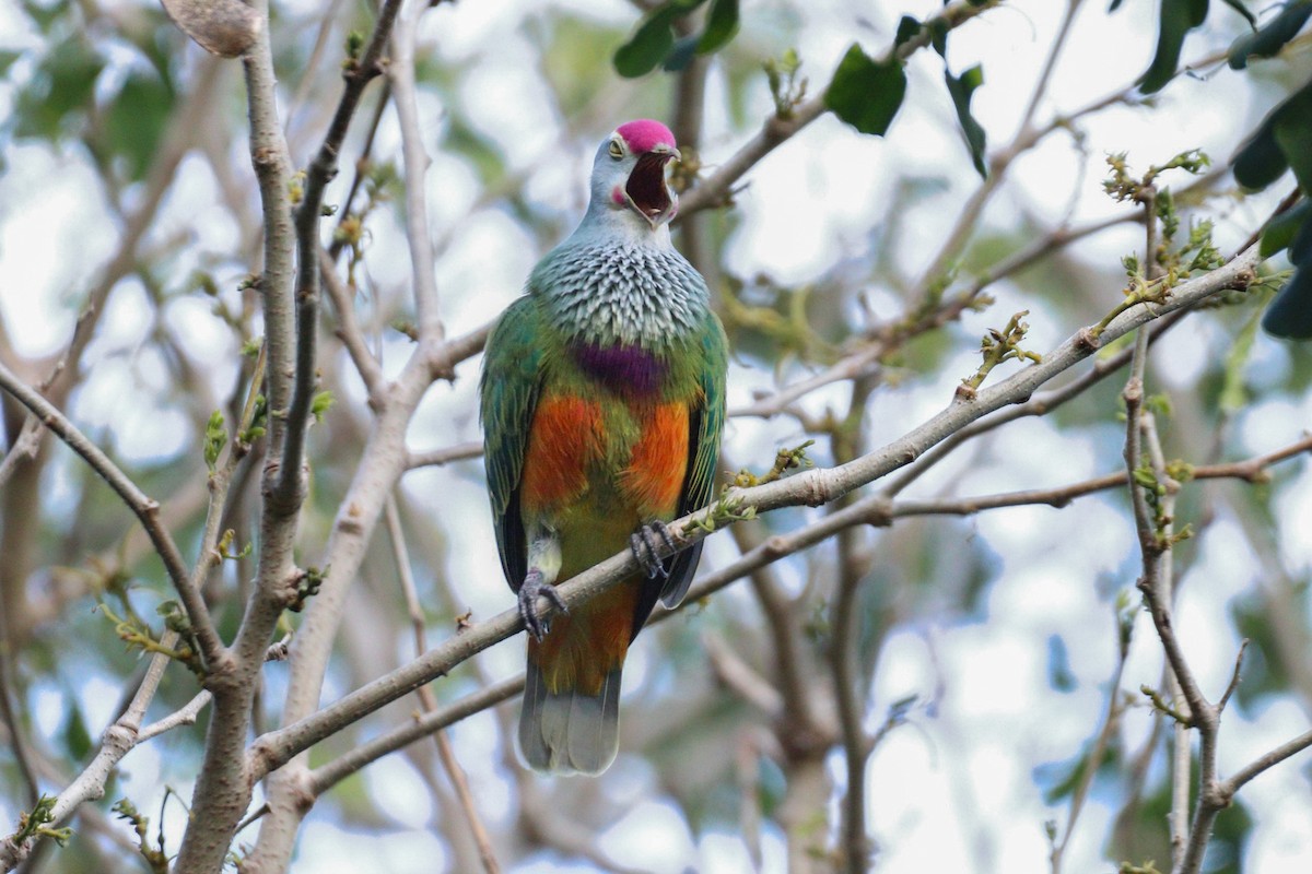 Mariana Fruit-Dove - Kalin Ocaña