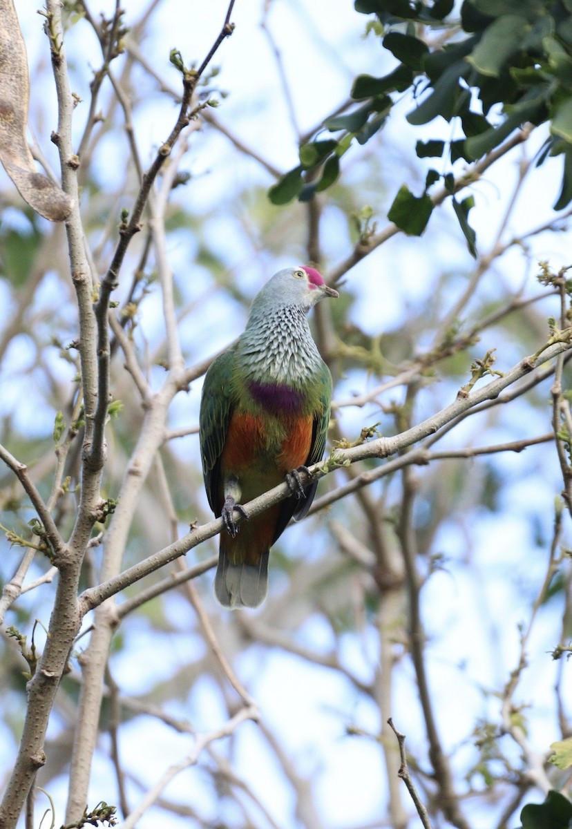 Mariana Fruit-Dove - ML623826083