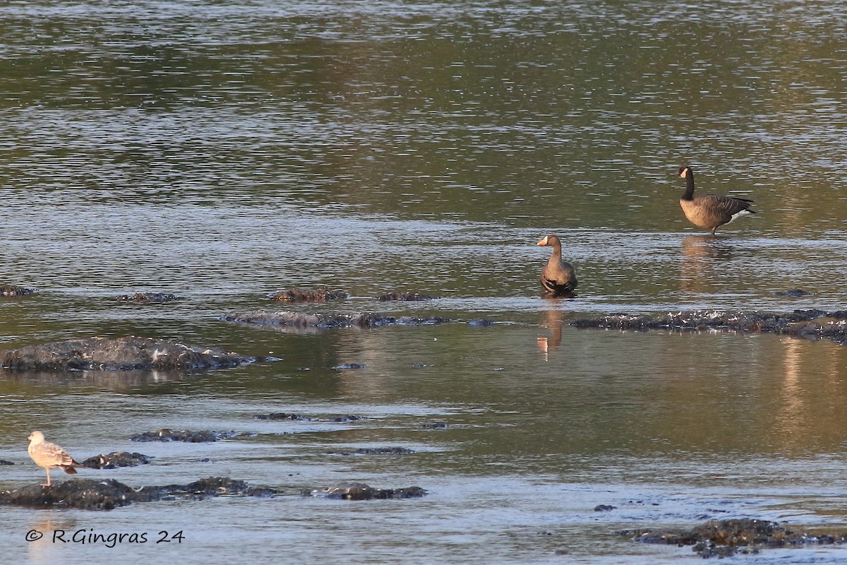 Greater White-fronted Goose - ML623826086