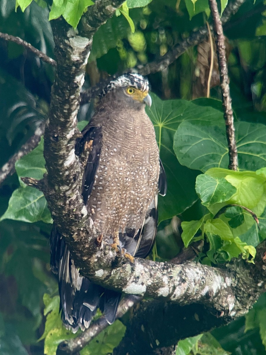 Crested Serpent-Eagle - ML623826103