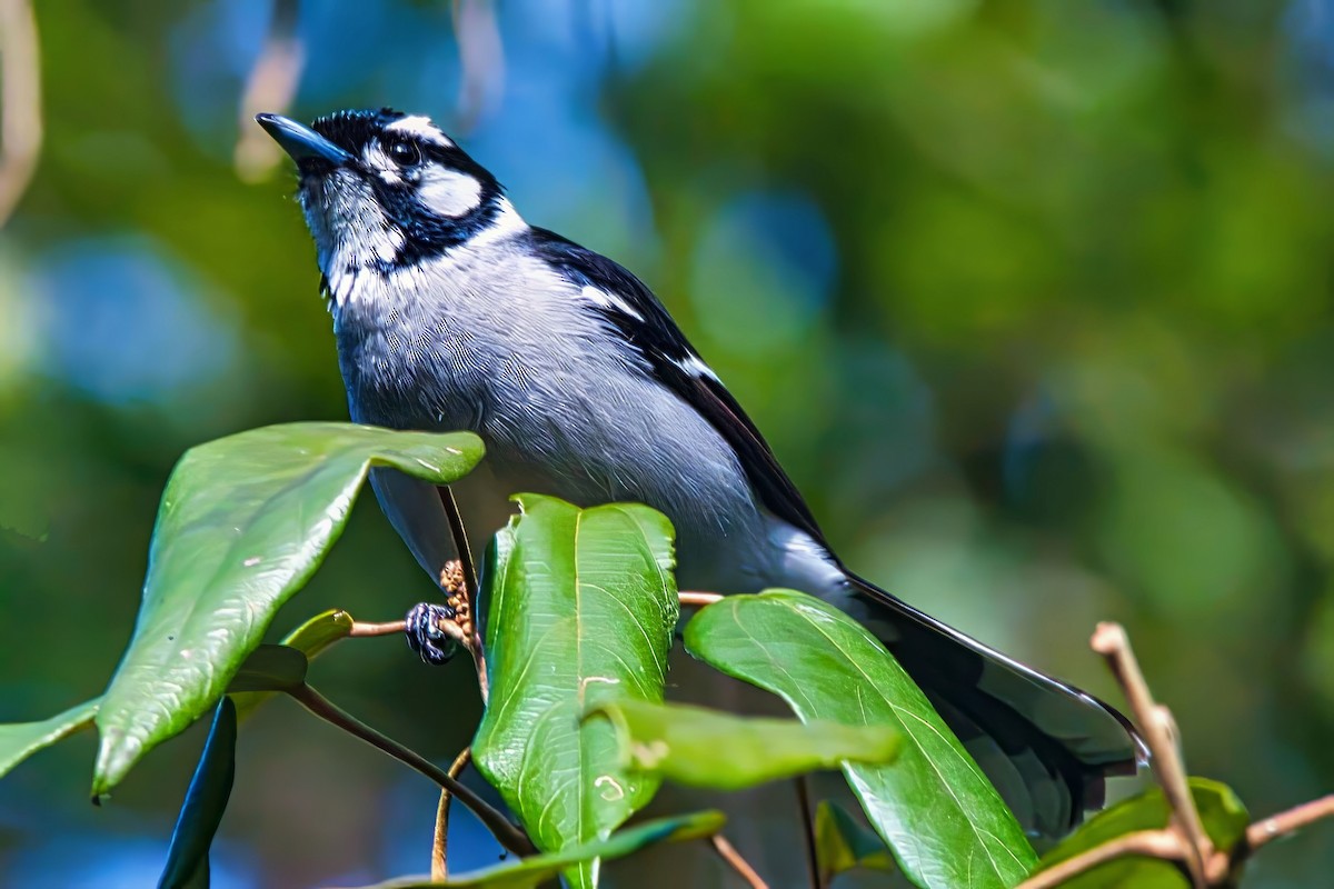 White-eared Monarch - ML623826133