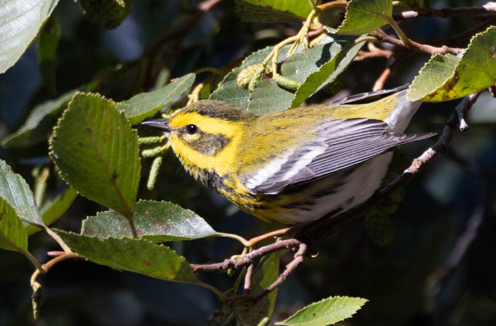 Townsend's Warbler - ML623826149