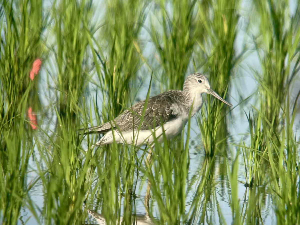 Common Greenshank - ML623826155