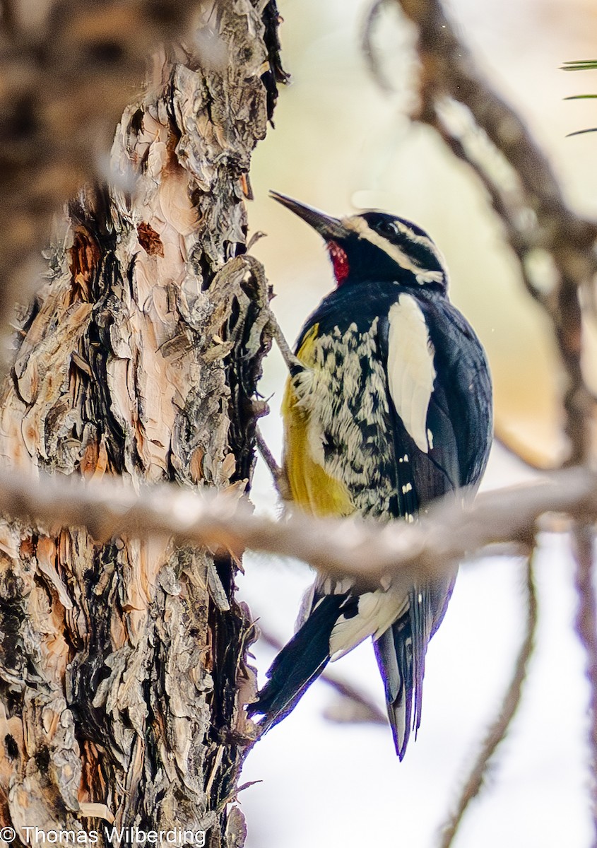 Williamson's Sapsucker - ML623826206