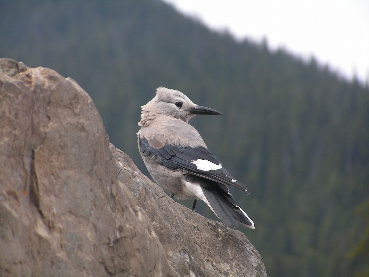 Clark's Nutcracker - Abigail Duvall