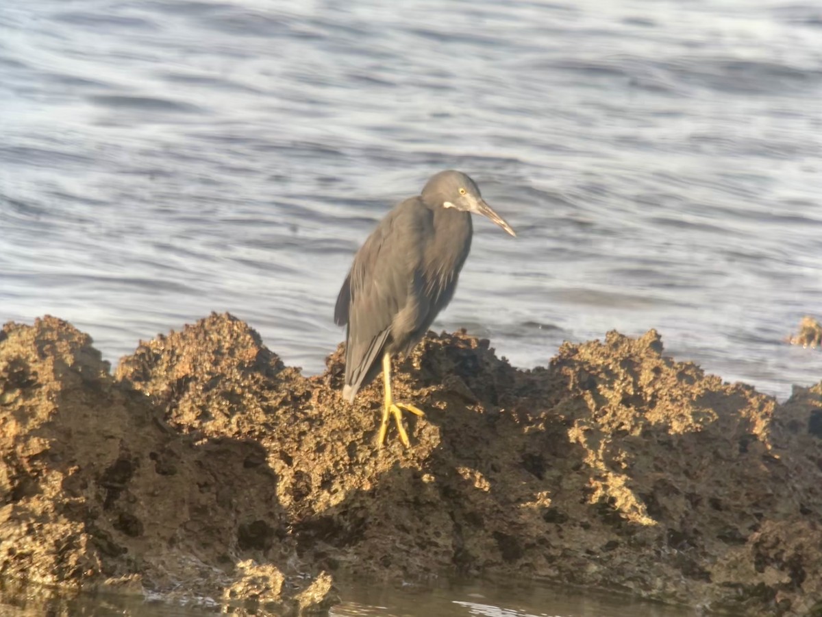 Pacific Reef-Heron - ML623826256