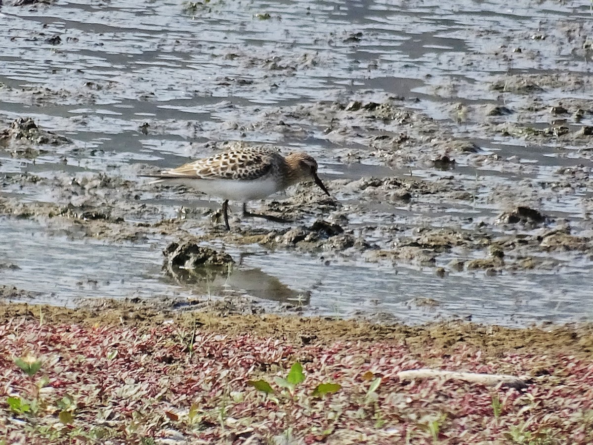 Baird's Sandpiper - ML623826336