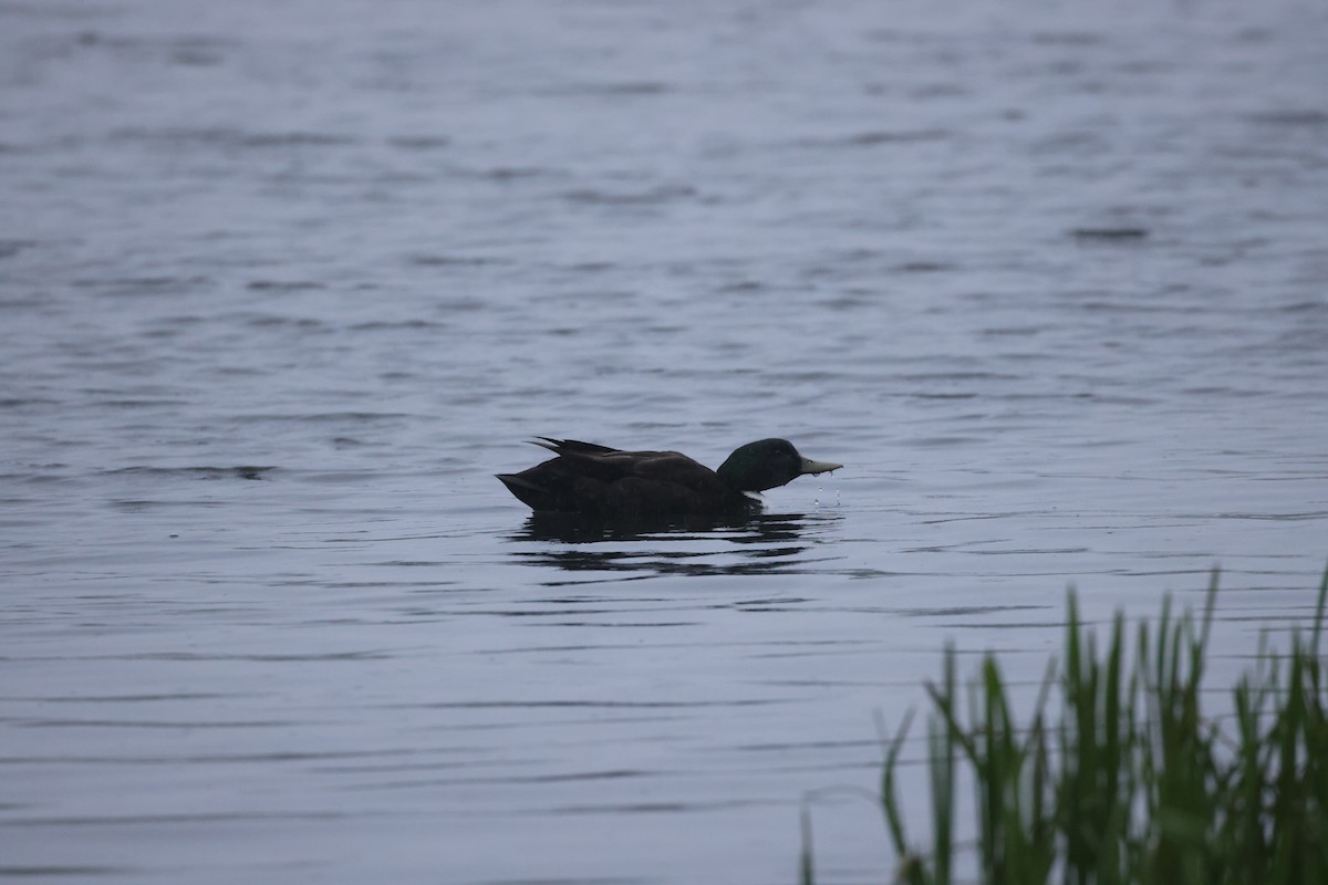 Canard colvert (forme domestique) - ML623826348