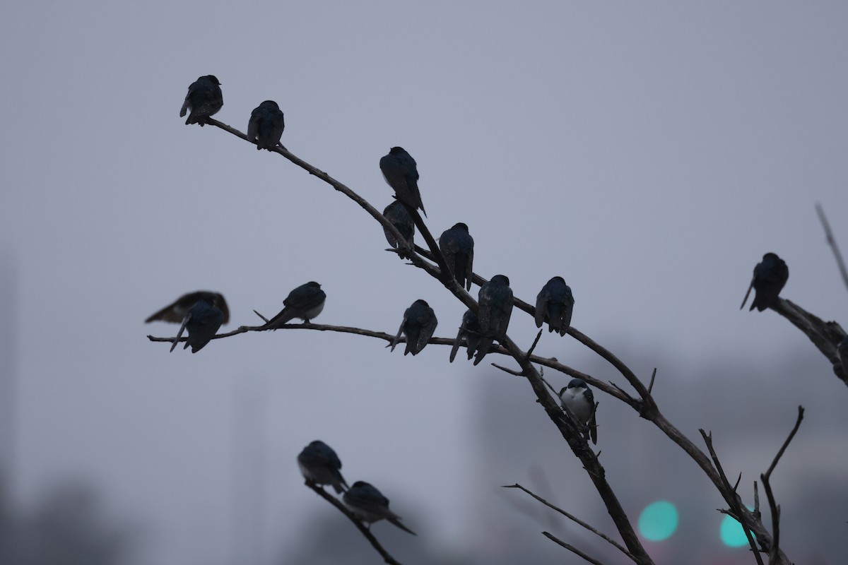 Tree Swallow - Michael Gallo