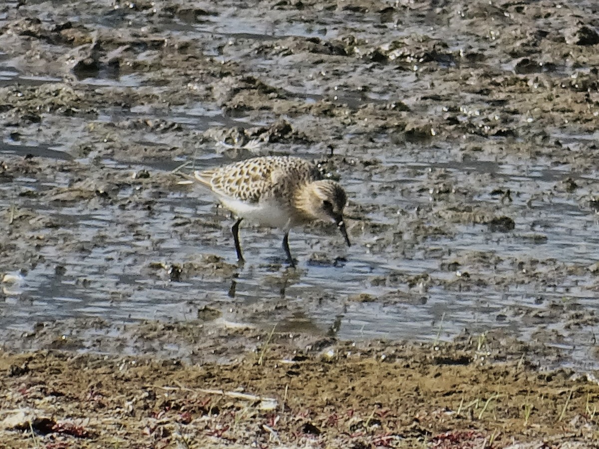 Baird's Sandpiper - ML623826354