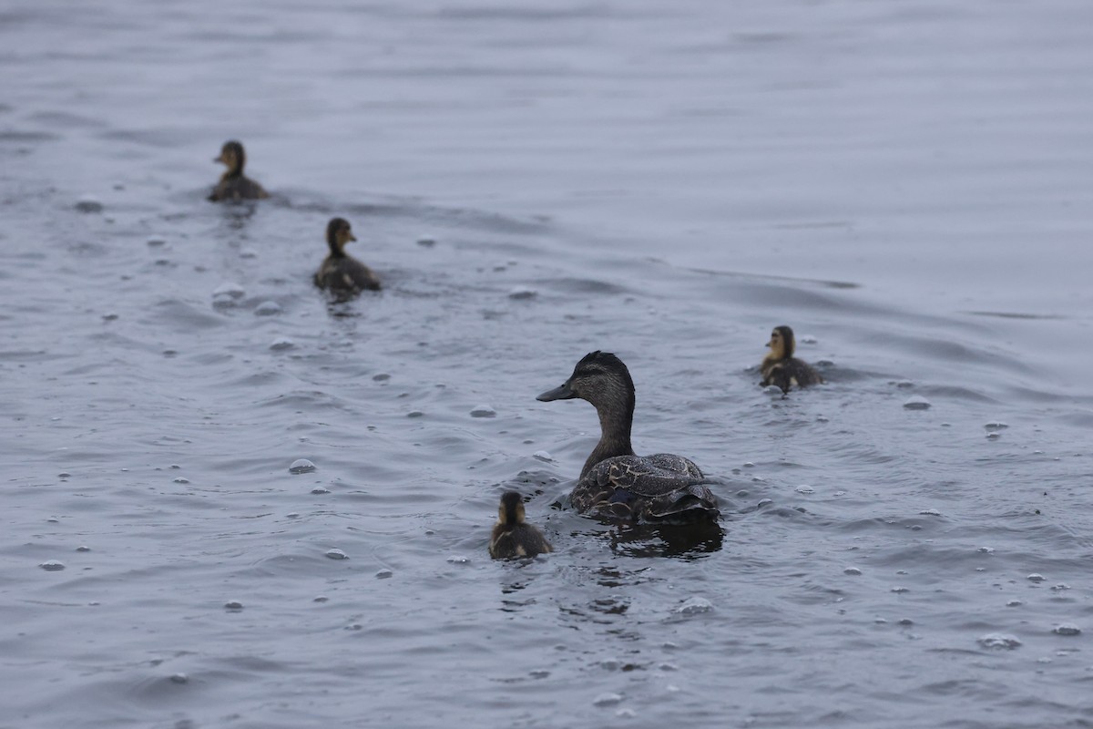 Canard noir - ML623826357