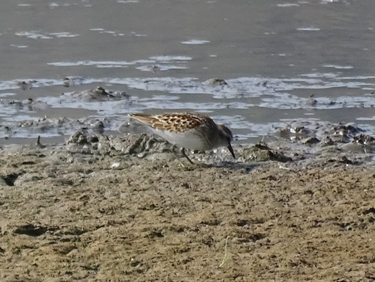 Least Sandpiper - ML623826358