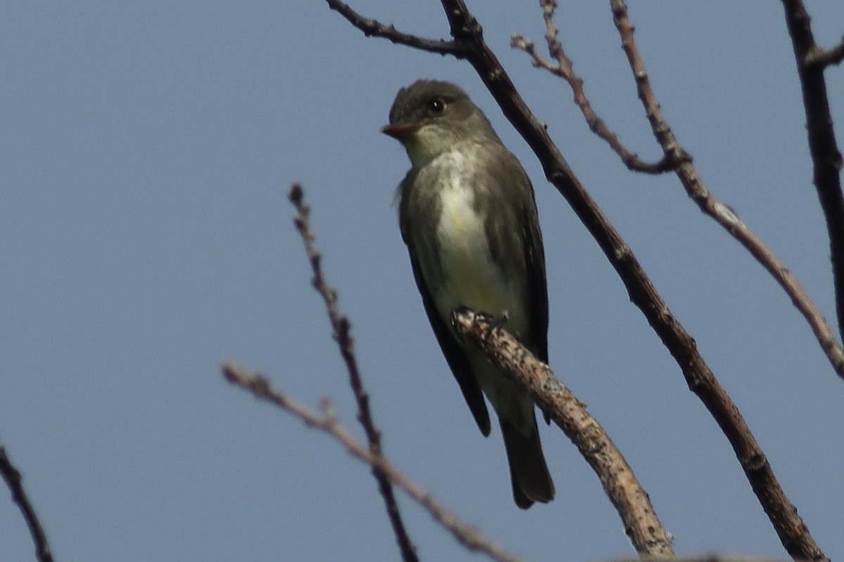 Olive-sided Flycatcher - Katharine Spencer