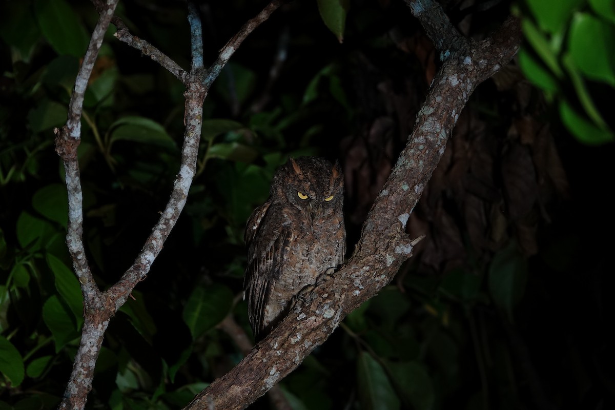 Ryukyu Scops-Owl - ML623826389