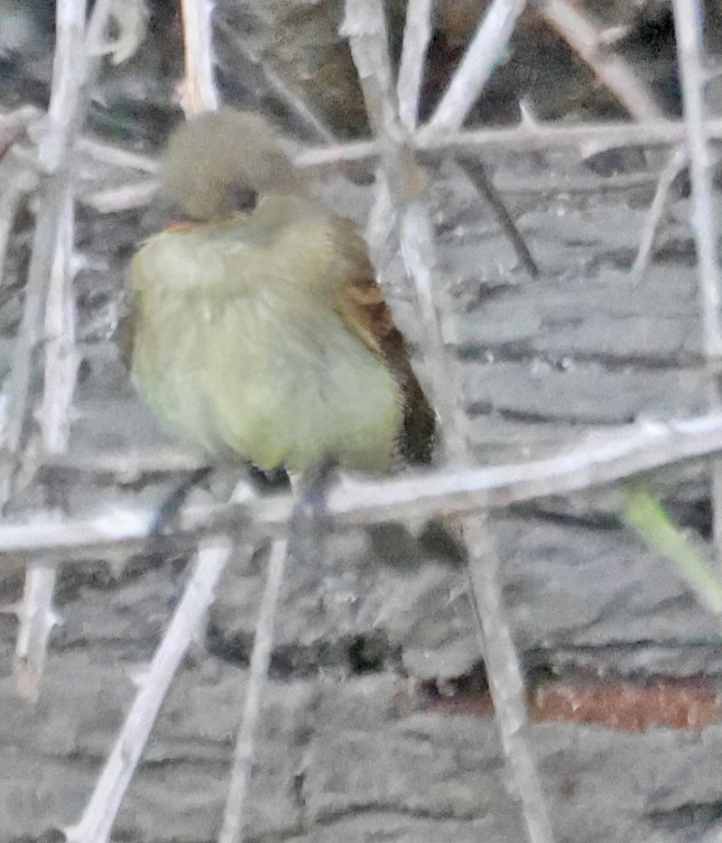 Western Flycatcher - George Nothhelfer