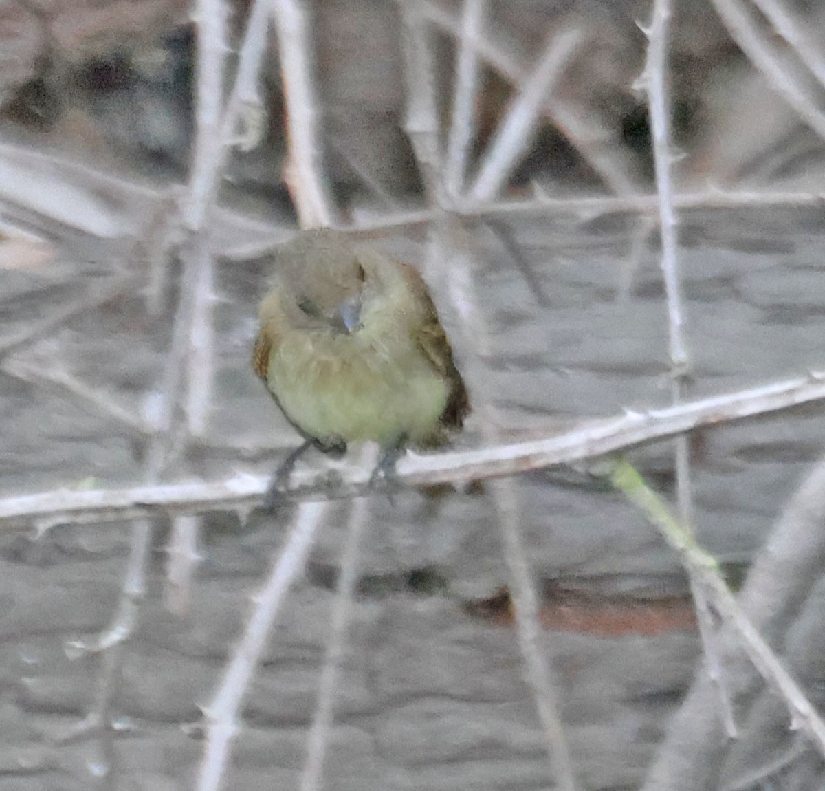 Western Flycatcher - ML623826403