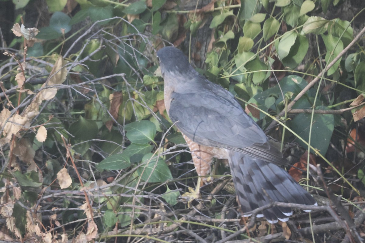 Cooper's Hawk - ML623826419