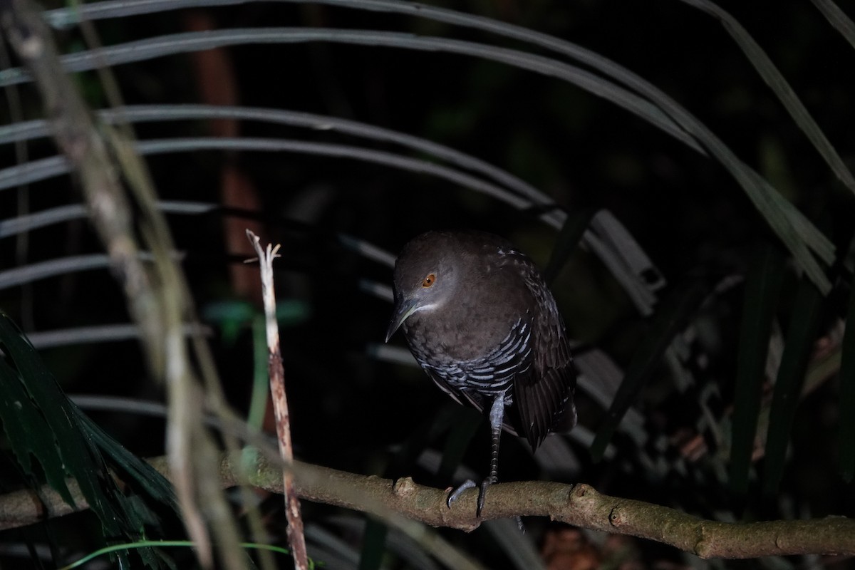 Slaty-legged Crake - ML623826422