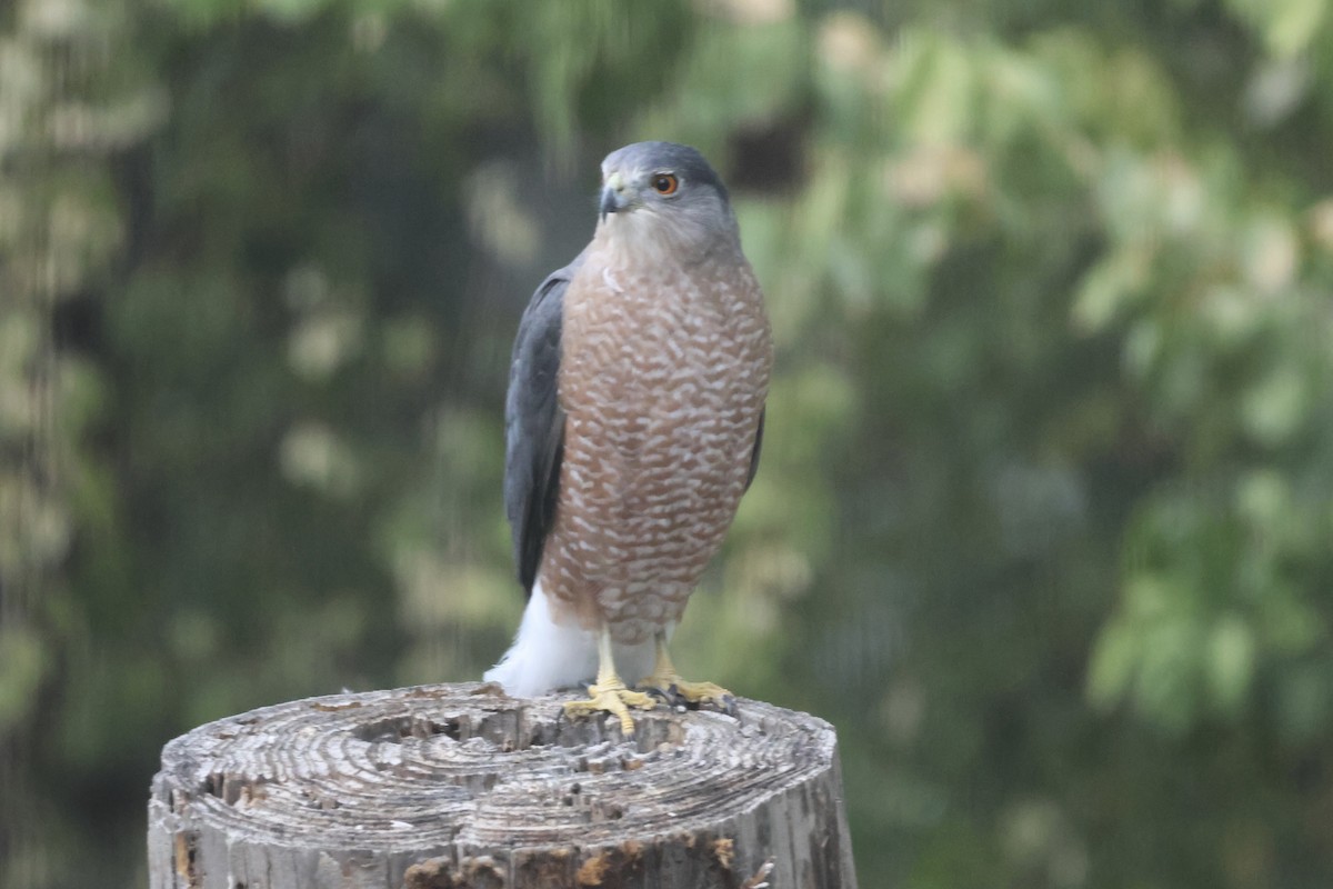 Cooper's Hawk - ML623826426