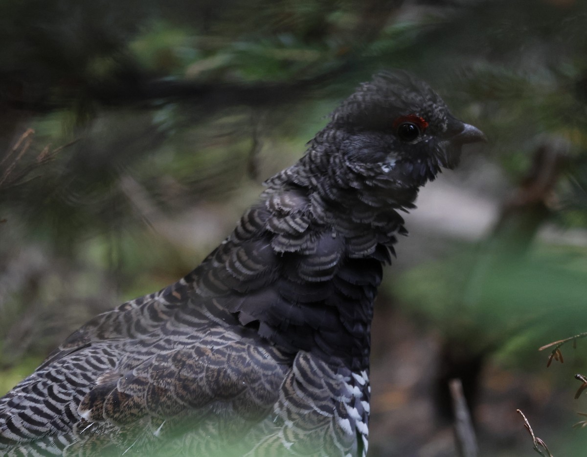 Spruce Grouse - Ethan Allred