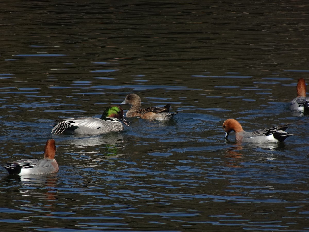 Canard à faucilles - ML623826434