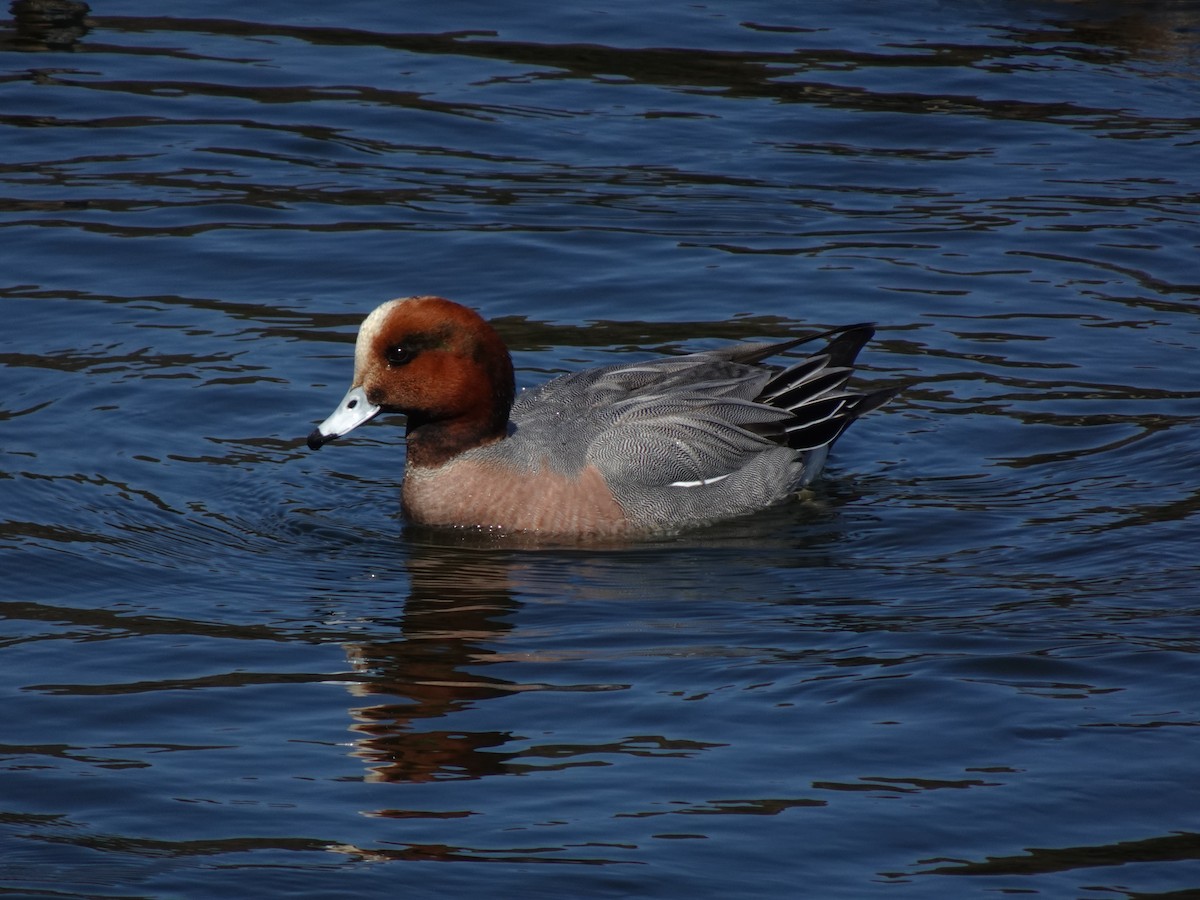 Canard siffleur - ML623826436