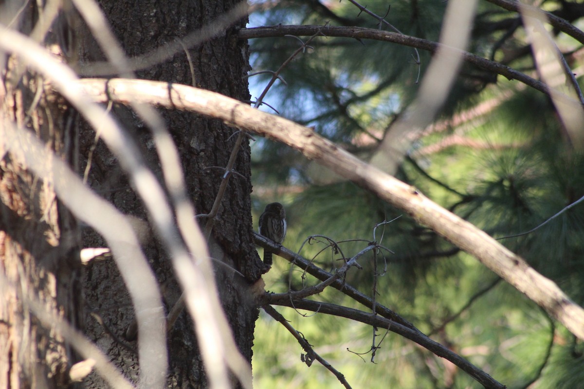 Northern Pygmy-Owl - ML623826439