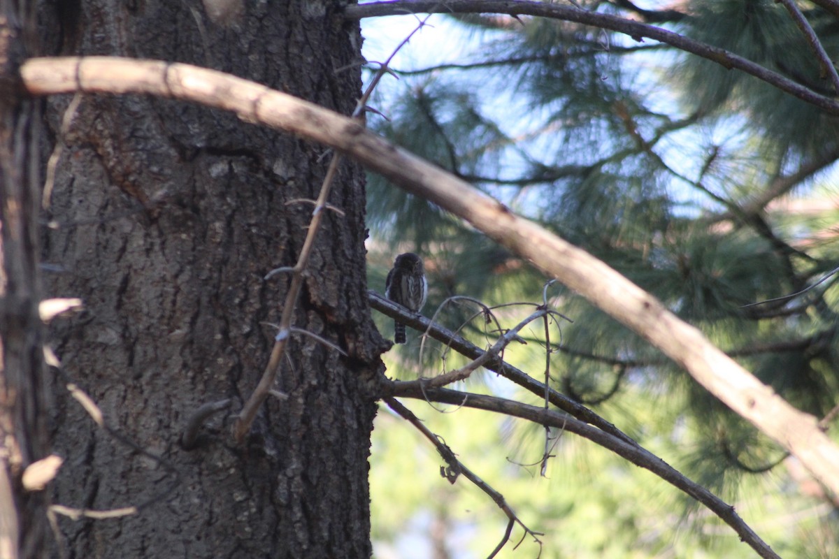 Northern Pygmy-Owl - ML623826440
