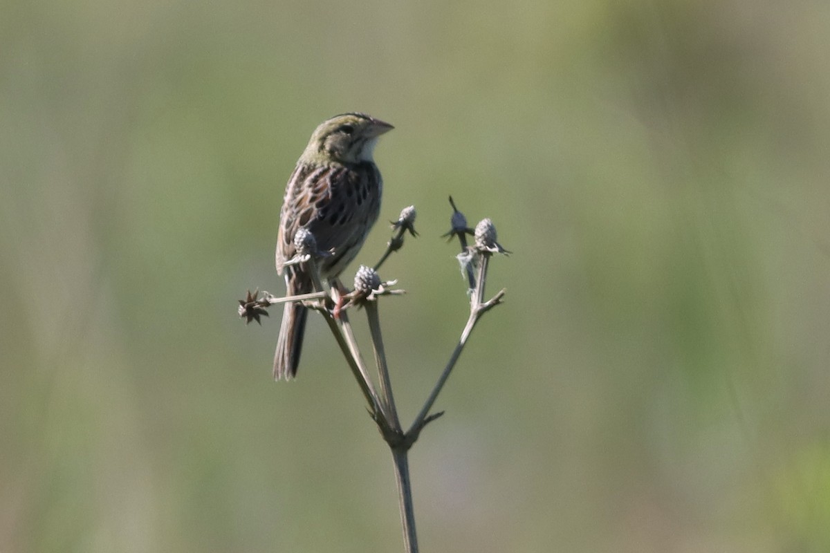 Henslow's Sparrow - ML623826445