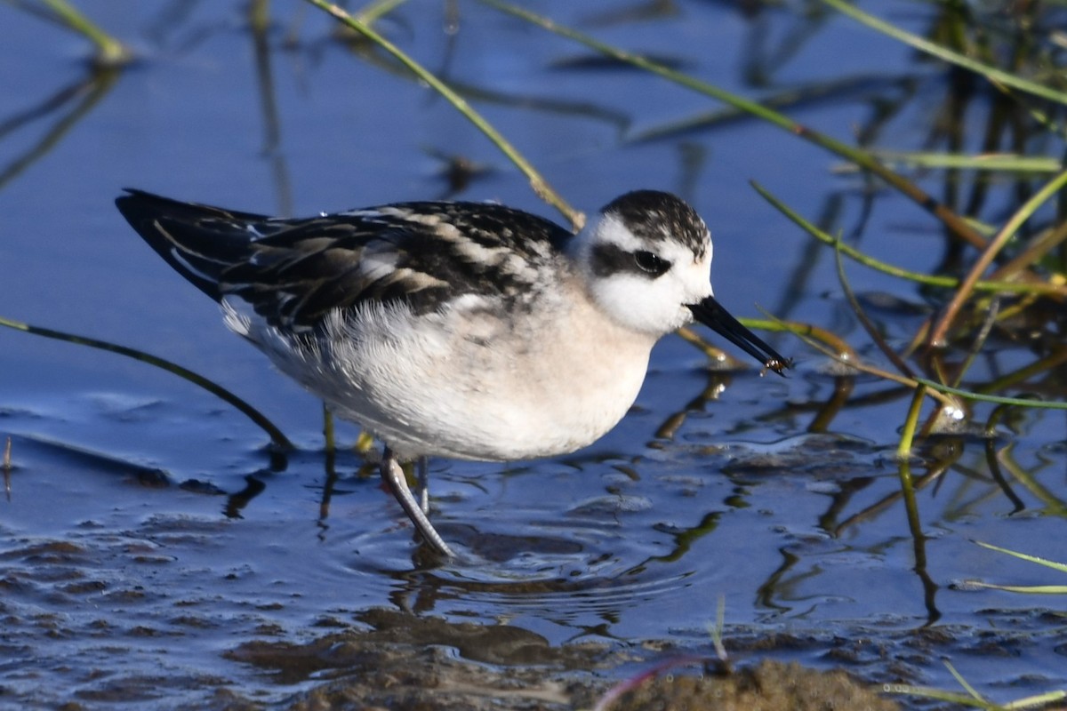 Phalarope à bec étroit - ML623826456