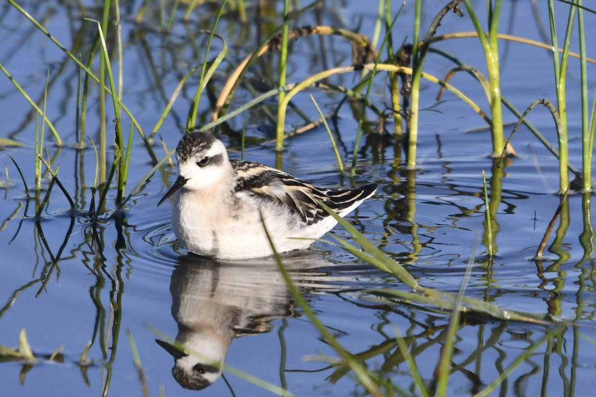 Red-necked Phalarope - jeff  allen