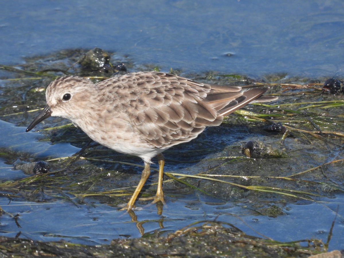 Least Sandpiper - ML623826458