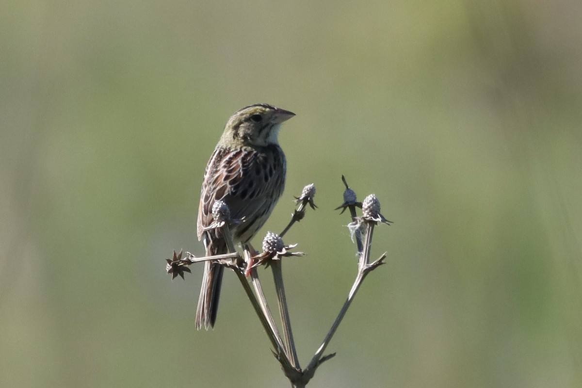 Henslow's Sparrow - Katharine Spencer