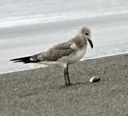 Mouette atricille - ML623826465