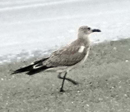 Mouette atricille - ML623826469