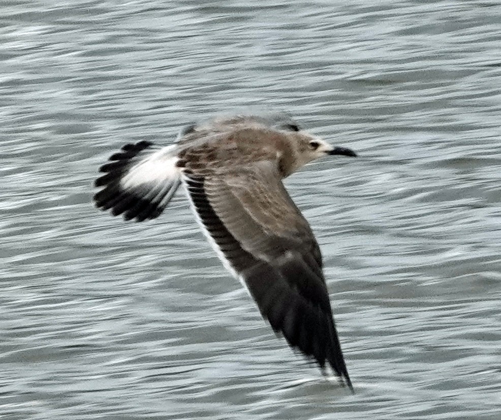 Laughing Gull - Porfilio Correa