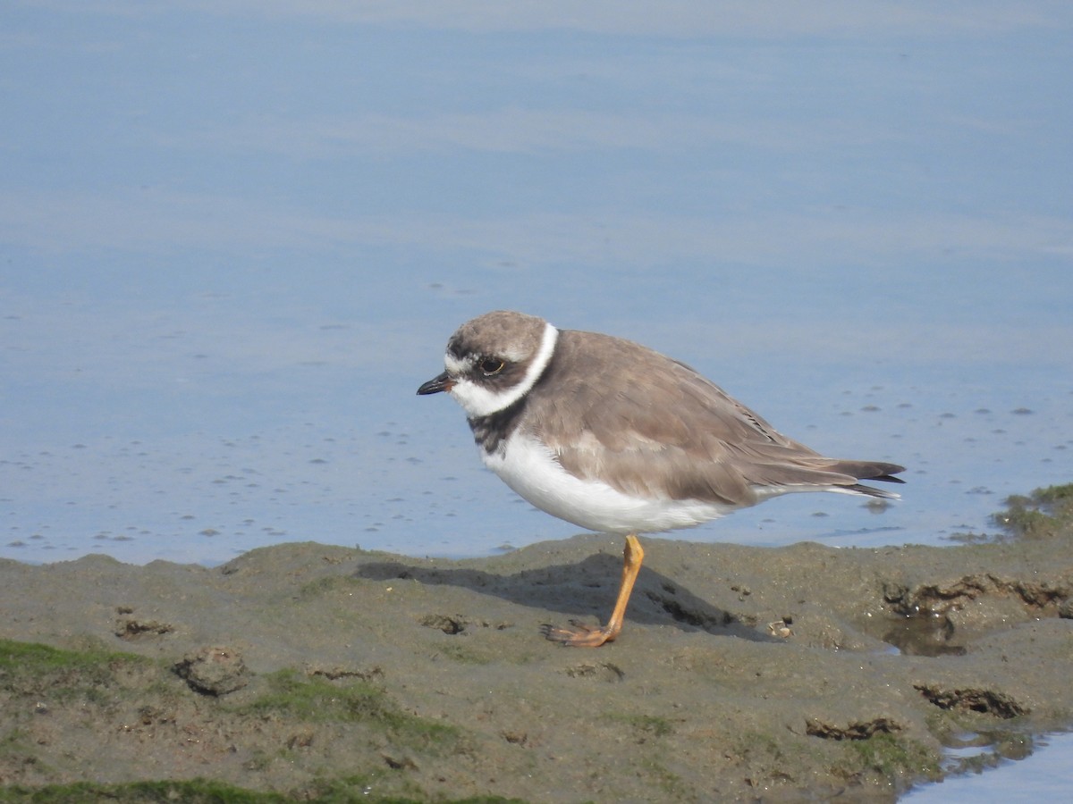 Semipalmated Plover - ML623826479