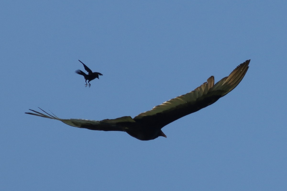 Turkey Vulture - ML623826481