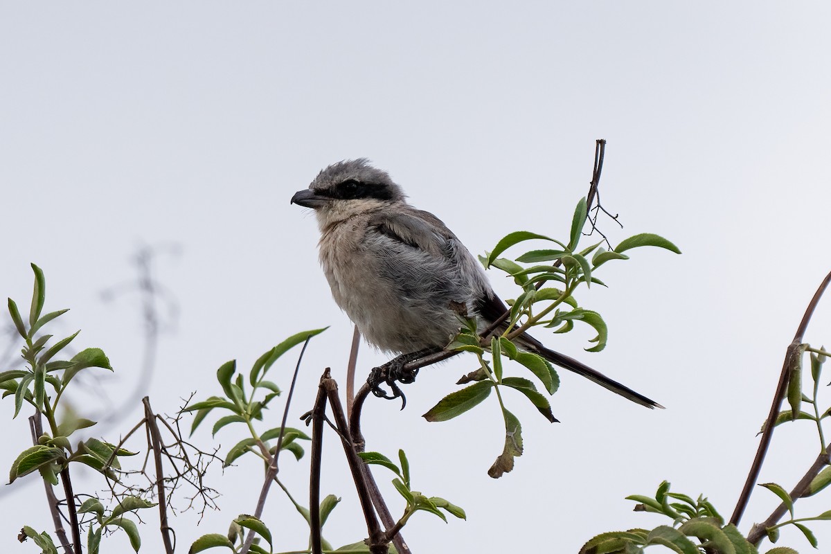 Loggerhead Shrike - ML623826493