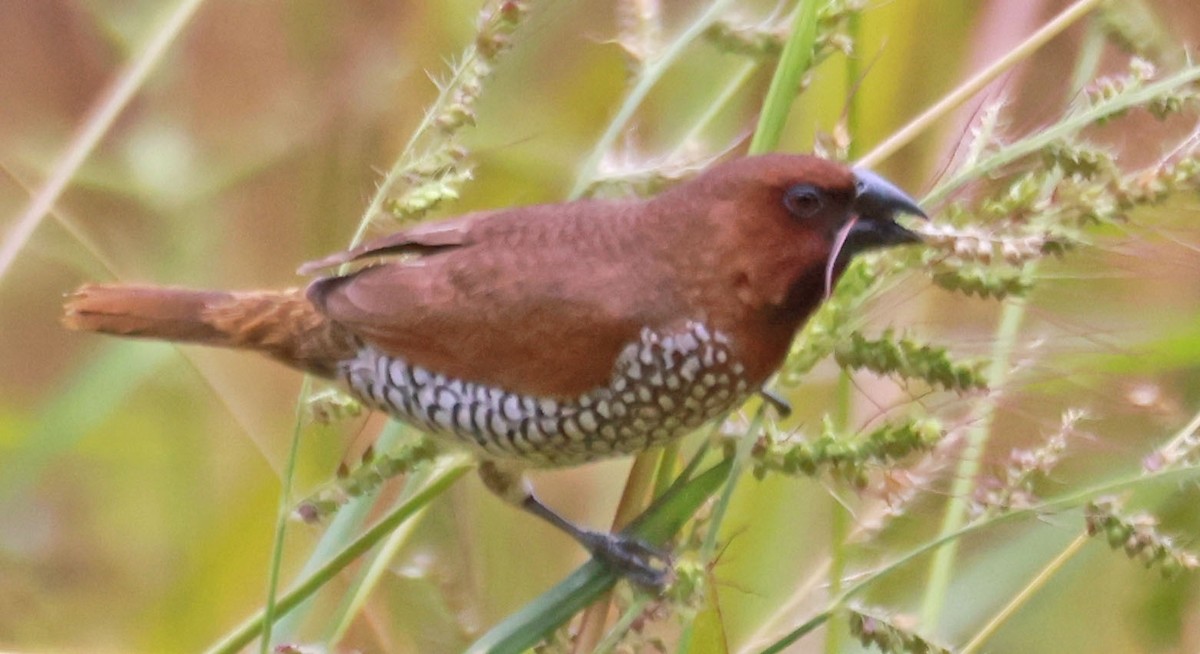 Munia pettosquamato - ML623826494