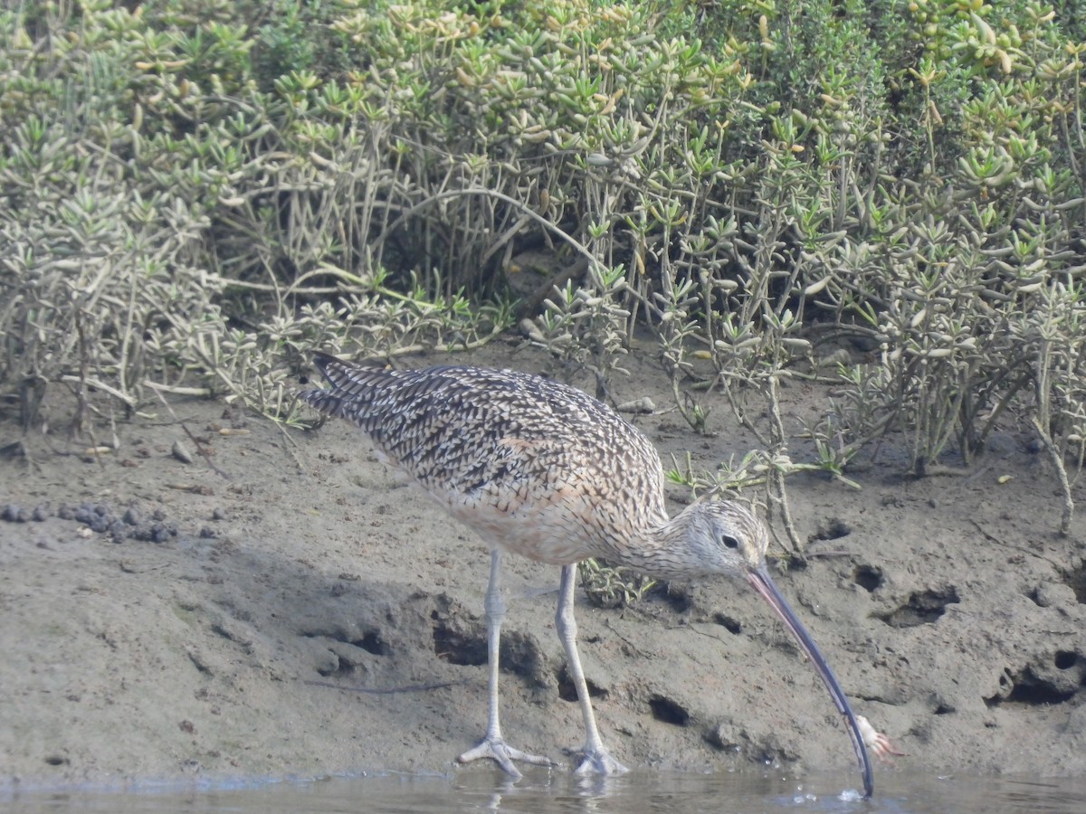 Long-billed Curlew - ML623826495