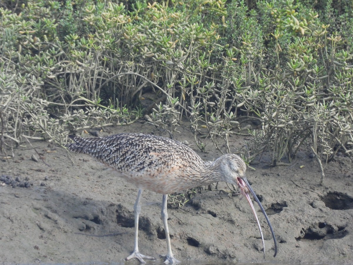 Long-billed Curlew - ML623826496