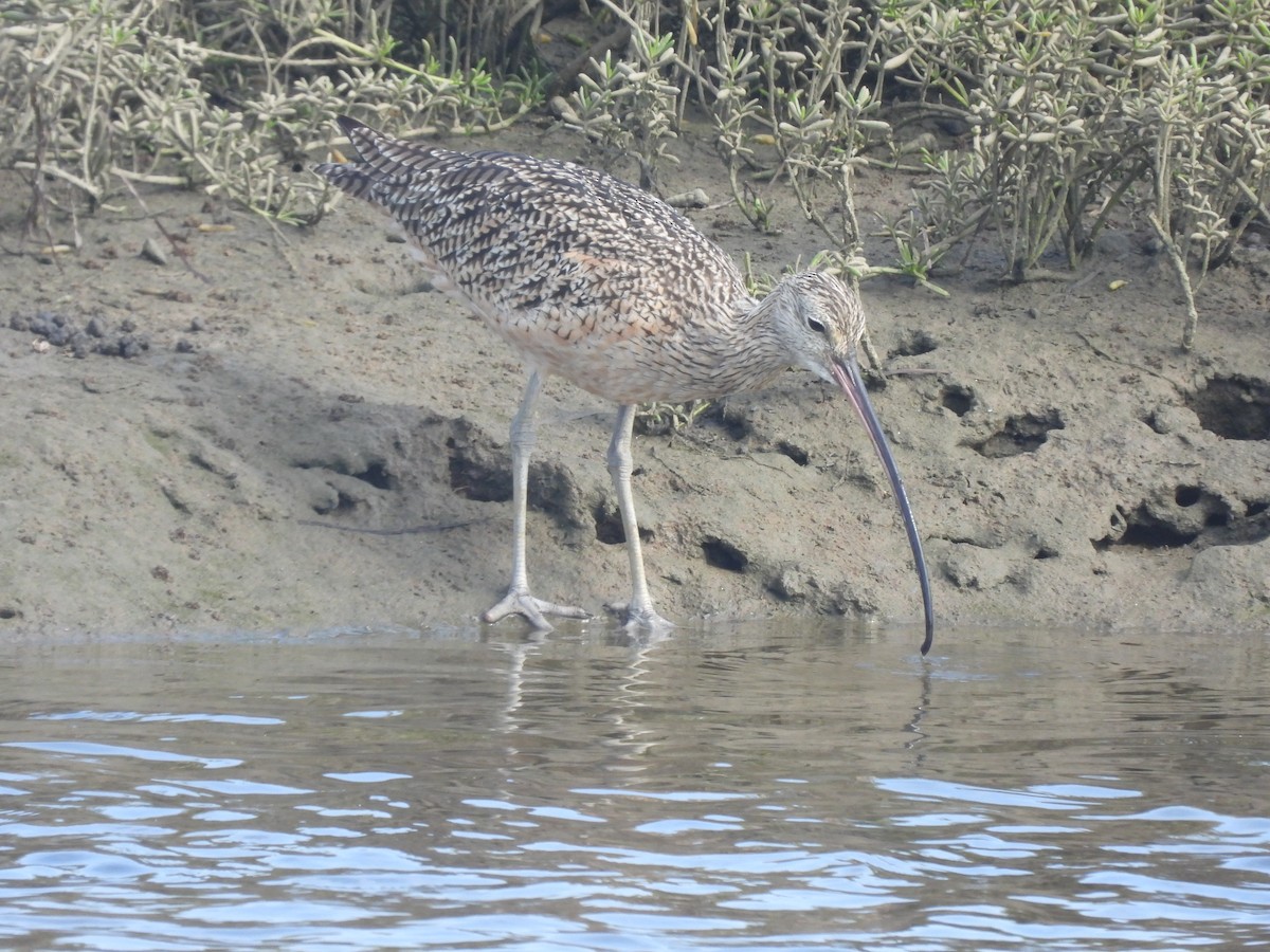 Long-billed Curlew - ML623826498