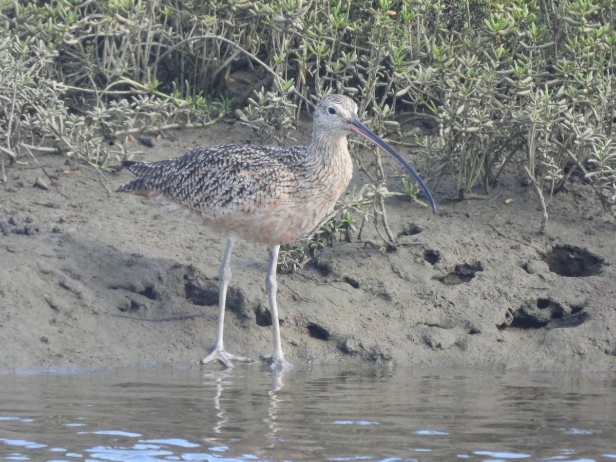 Long-billed Curlew - ML623826499