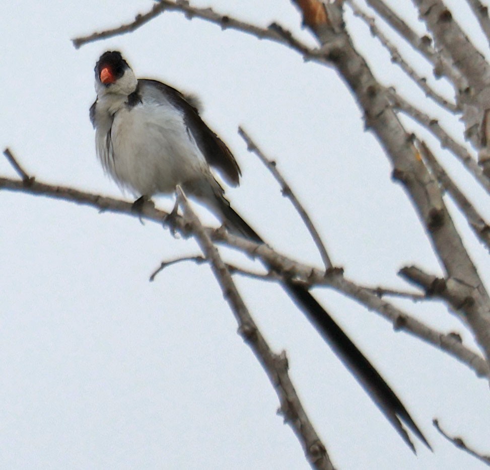 Pin-tailed Whydah - ML623826501