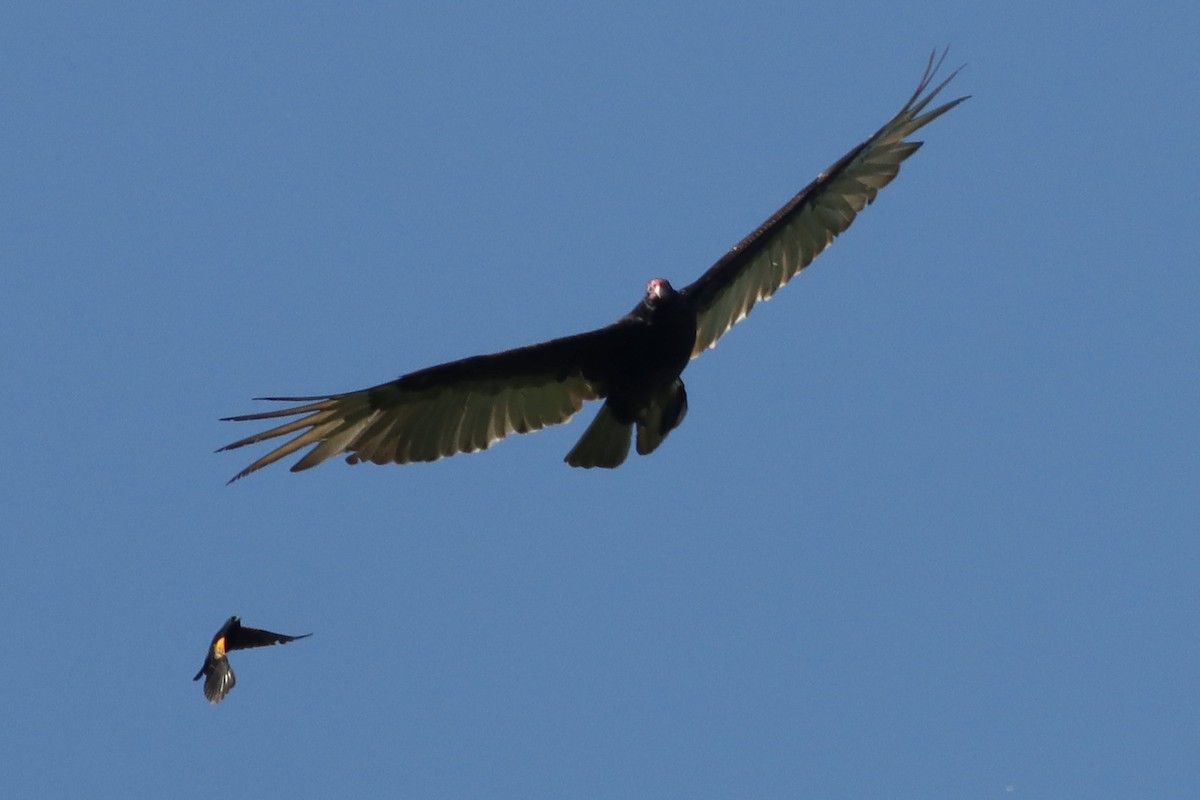 Turkey Vulture - ML623826504